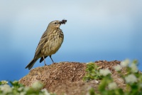 Linduska skalni - Anthus petrosus - Rock Pipit9296